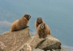 Marmot Trio