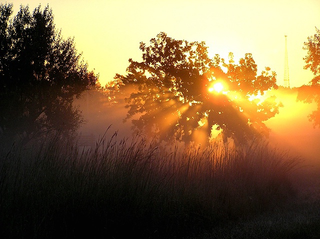 Foggy Sunrise