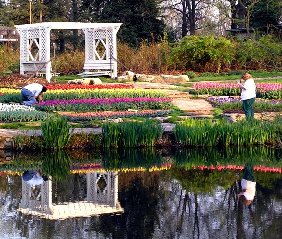 Cameras and Tulips