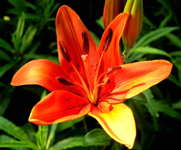 Day Lily