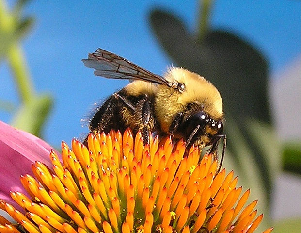 Bee on Coneflower