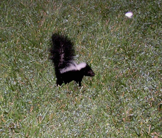 Baby Skunk