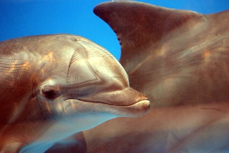 i love dolphins