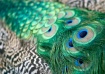 Peacock feathers