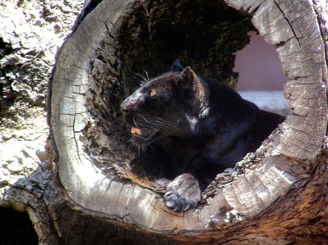 Black Leopard