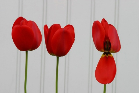 Spring tulips