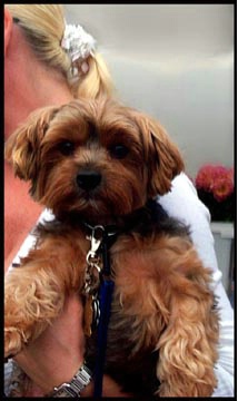 Poochie