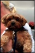 Poochie