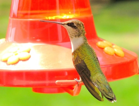 hummingbird perched
