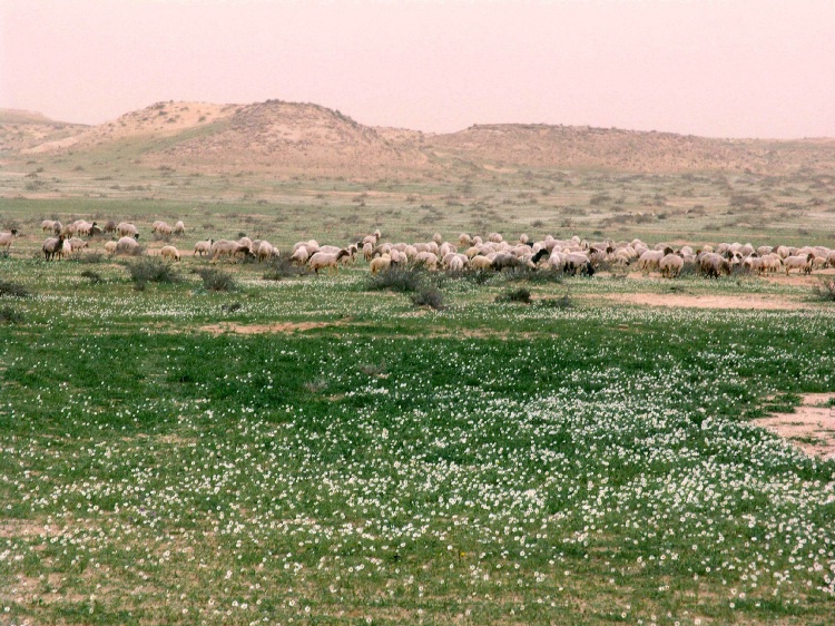 Sheep among Wildflowers/Eastern Saudi