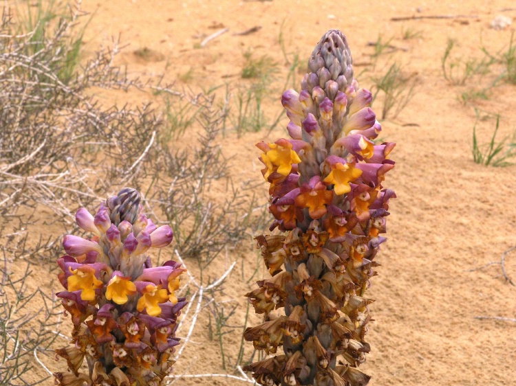Desert Hyacinth/Another view