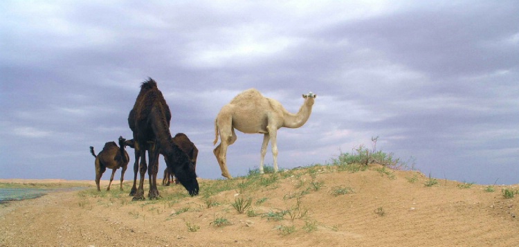 Camels & Clouds/Eastern Saudi