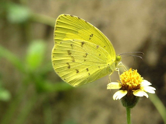 Yellow Beauty/Kerala,India