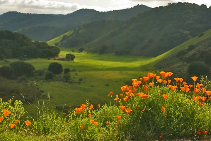 Poppies and Mountains