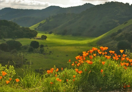 Poppies and Mountains