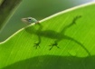 A Gecko and his S...