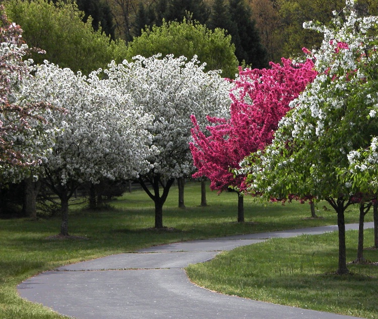 Walk in the Park