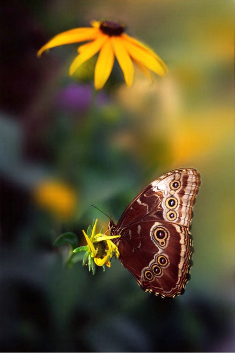 Owl Butterfly