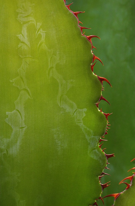 agave design