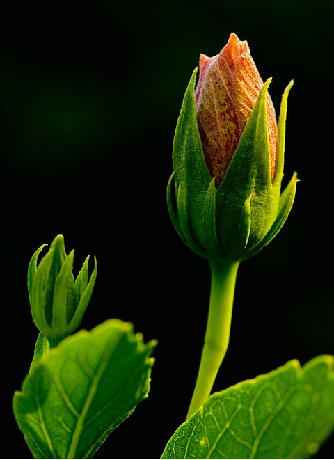 Hibiscus Flower Bud