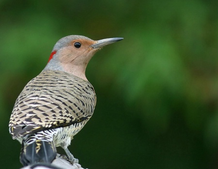 Northern Flicker