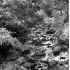 © Carolyn M. Fletcher PhotoID# 1237630: More Flowers And Falls*