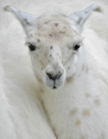 Baby Llama