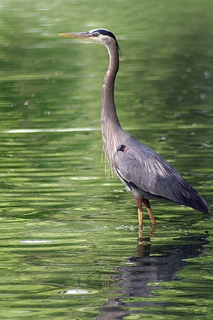 heron