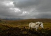Skye Horse