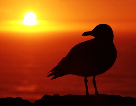 Seagull and Setting Sun