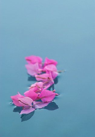 bougainvillea