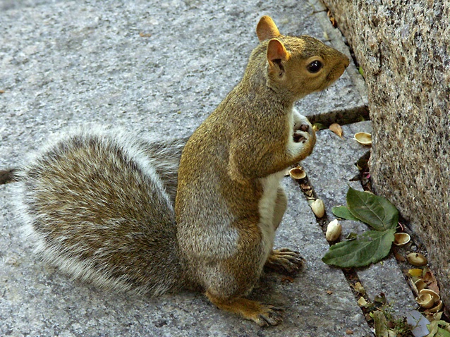 Investigating - ID: 1306060 © Gerda Grice