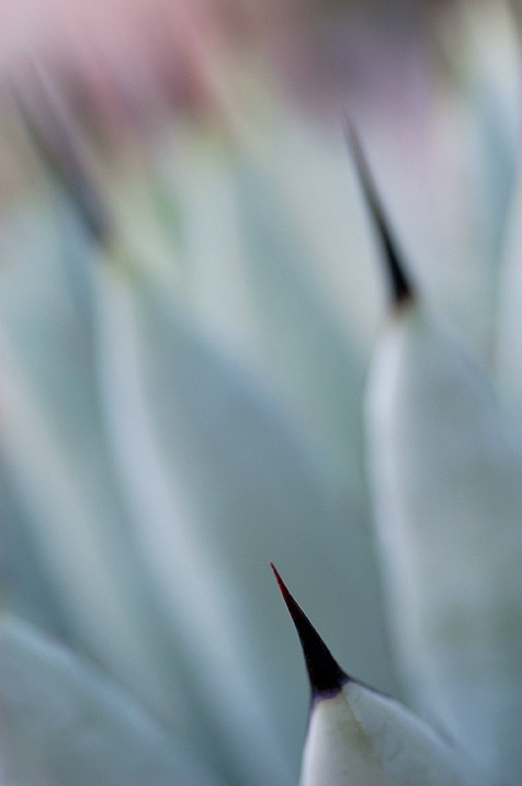 agave