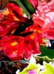 Potpourri