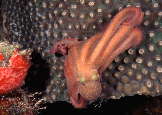 Pygmy octopus