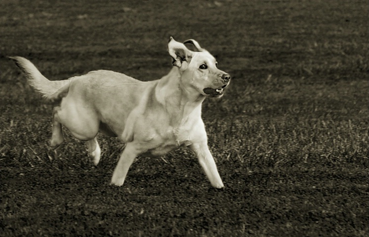 Wind in my Ears