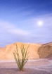 Moonrise