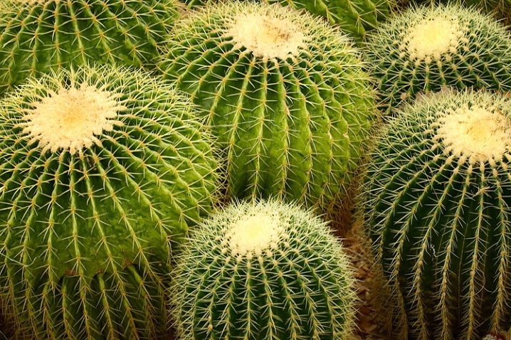 Barrel Cactus  - ID: 1481026 © John D. Jones