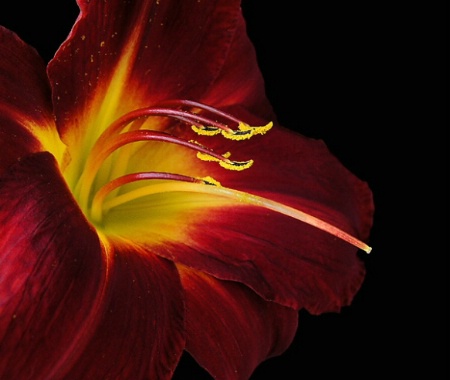 Daylilly