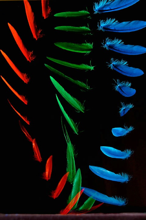 RGB feathers