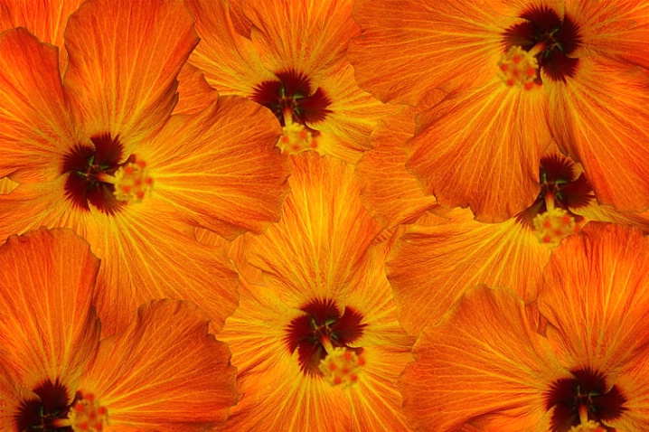 Brightly Blooming - ID: 1499142 © John D. Jones