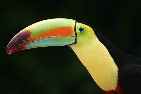 a beak of many colors
