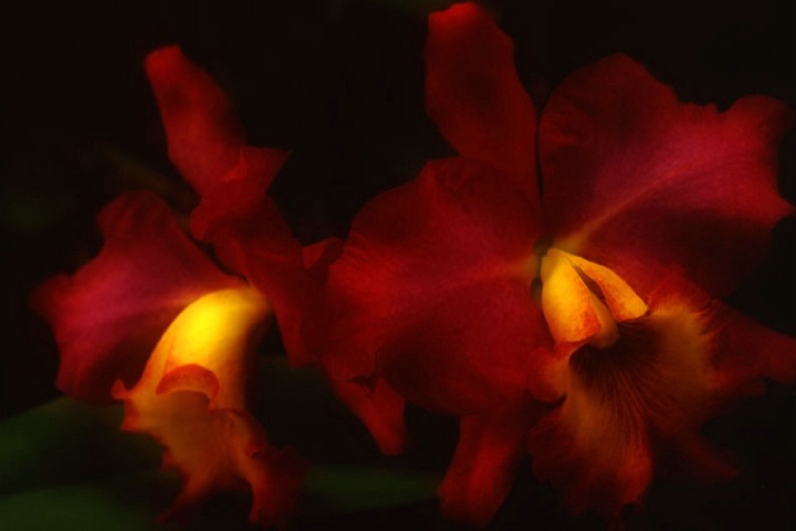 Orchid Radiance