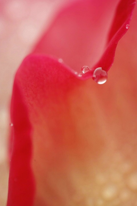 Rose After Rain - ID: 1522359 © Jim Miotke