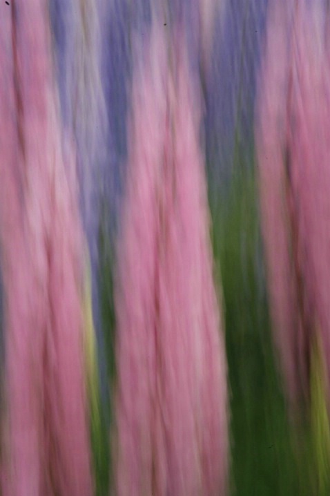Lupine Motion Abstract