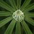 © Jim Miotke PhotoID # 1541564: Lupine Sunburst