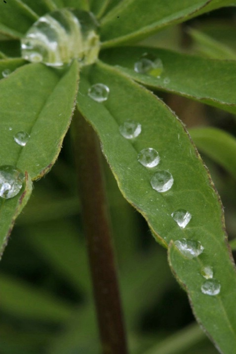 Dew on Lupine Leaves - ID: 1541565 © Jim Miotke