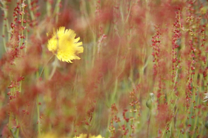 Meadow Flowers - ID: 1541576 © Jim Miotke