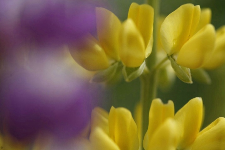 Yellow and Purple Lupine