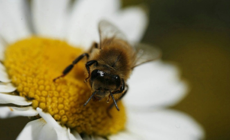 Cute Bee - ID: 1541585 © Jim Miotke